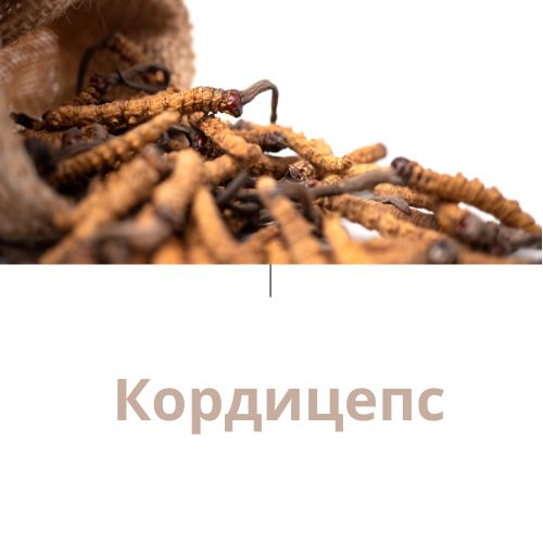 Cordyceps Кордицепс – за белите дробове и силен имунитет